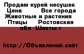 Продам курей несушек › Цена ­ 350 - Все города Животные и растения » Птицы   . Ростовская обл.,Шахты г.